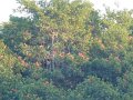 08_scarlet ibis